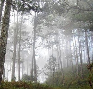 elbina.batala.rafizadeh